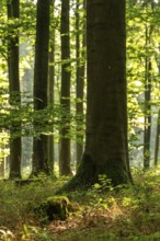 Light-flooded image of an old beech tree trunk with low depth of focus in a forest above Bad