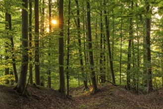 The sun shines in a picturesque beech forest on the Eichenberg near Blomberg, North