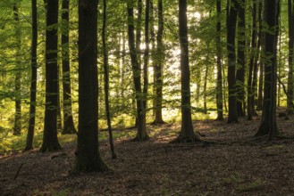 Light-flooded beech forest on the Eichenberg near Blomberg, North Rhine-Westphalia, Germany
