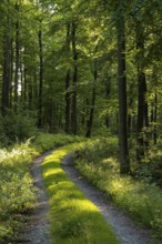 Curve of a grassy forest road through a green beech forest, Bad Pyrmont, Lower Saxony, Germany