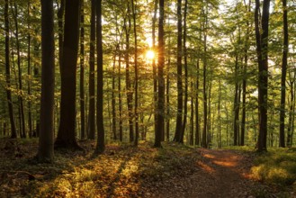 The warm light of the evening sun shines through tree trunks on a hiking trail in an idyllic beech