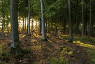 The rays of the low evening sun shine into an idyllic beech forest on Lühberg near Bega, North