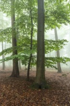 Foggy beech forest with mystical and calm atmosphere, Winterberg, Eschenbruch, North