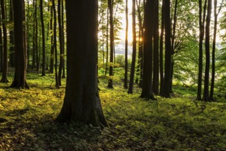 The tree trunks of an idyllic beech forest create a stark contrast in evening backlight, Bad