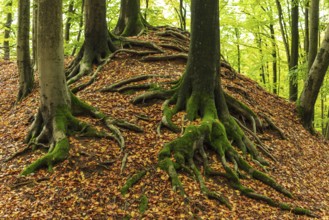 Gnarled and moss-covered roots of old beech trees on the ring wall of Alt-Sternberg, Extertal,
