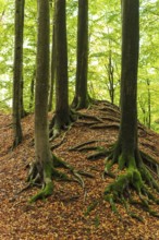 Gnarled and moss-covered roots of old beech trees on the ring wall of Alt-Sternberg, Extertal,