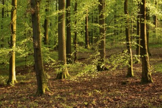 Picturesque evening light in an idyllic beech forest with lush green foliage in spring,