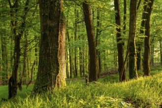 Rustic forest in spring, with moss and ivy-covered tree trunks and grass-covered forest floor,