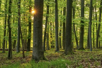 The sun shines through the trunks of beech trees into a spring-like forest with lush green foliage,