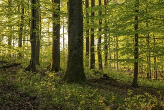 Picturesque light shines through the tree trunks into an idyllic beech forest with lush green