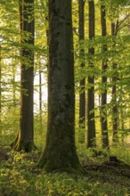 Picturesque light shines on a mighty old beech tree in an idyllic, spring-like forest with lush