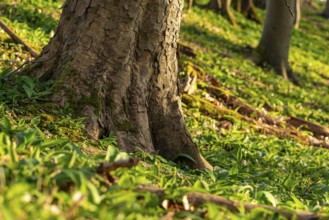 Close-up of the roots of a huge old maple tree surrounded by wild garlic in the forest near Lügde,