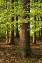 Tree trunk of an old beech tree in a spring-like forest with lush green foliage, Blomberg, North