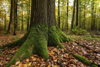 Close-up of the moss-covered roots of a mighty old beech tree in the forest, Steinheimer Holz,