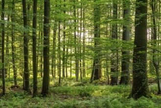 Sunlight penetrates a dense deciduous forest in spring and creates a peaceful and idyllic