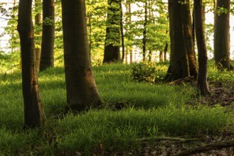 The sunlight shines in an idyllic spring forest with green forest soil, Mörth,