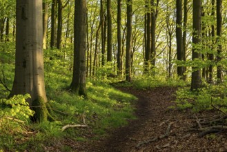 A hiking trail leads through a spring-like beech forest around Herlingsburg, an early medieval ring
