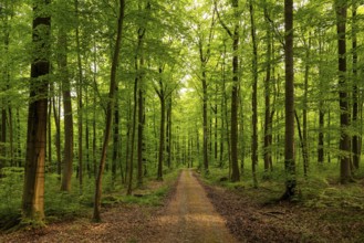 A forest trail leads through a spring-like beech forest with lush green foliage, Bad Pyrmont, Lower