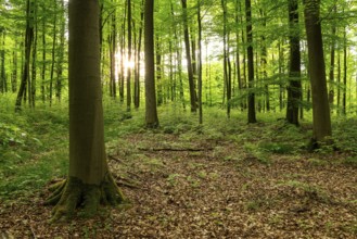 The sun shines through the trunks of beech trees into a spring-like forest with lush green foliage,