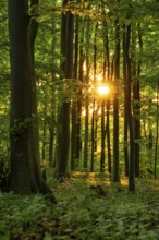 The warm light of the evening sun shines through tree trunks into an idyllic beech forest with lush