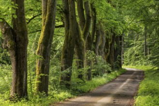A forest path leads along a row of tall old maple trees, Bomberg, Bad Pyrmont, Lower Saxony,