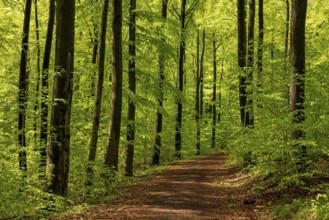 Idyllic leafy forest trail in a picturesque green beech forest in spring, Bad Pyrmont, Lower