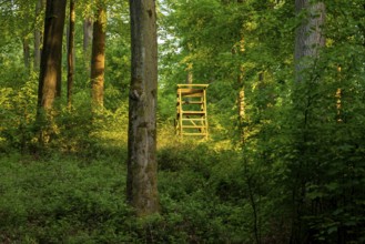 A hidden hunter's high seat is illuminated by sunlight, in a forest near Bad Pyrmont, Lower Saxony,