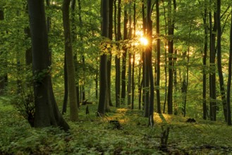 The warm light of the evening sun shines through tree trunks into an idyllic beech forest with lush