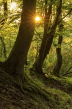 The sun star of the evening sun shines through the trunks of gnarled beech trees into a mystical