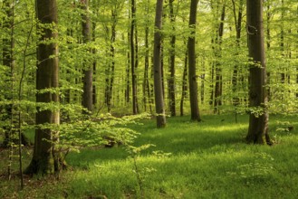 Springtime beech forest with lush green foliage and grassy forest soil, Bad Pyrmont, Lower Saxony,