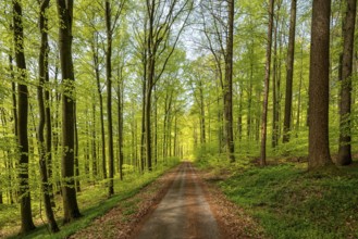 Central perspective view of a long, straight forest path in a lush green beech forest, Bad Pyrmont,
