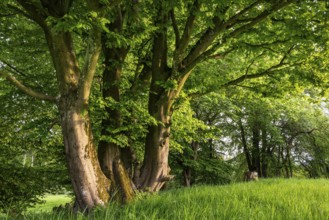 Rustic hat bushes (hornbeam, Carpinus betulus) with thick foliage on a green meadow, Bad Pyrmont,