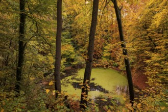 View through tree trunks of the Oberer Erdfall lake, a unique natural monument near Bad Pyrmont,