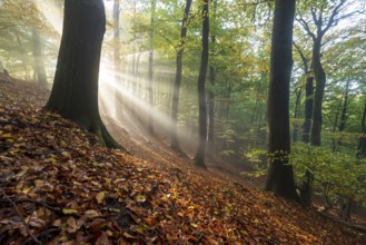 Mystical sunbeams penetrate a foggy beech forest whose ground is covered with autumn leaves,