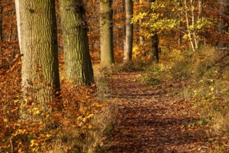 Idyllic deciduous forest trail on the edge of an autumnal deciduous forest, Bad Pyrmont, Lower