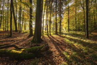 Sun rays fall in a rustic autumn forest landscape, Steinheimer Holz, Schieder-Schwalenberg, North