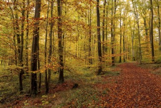 An idyllic forest trail leads through deciduous forest glowing in colorful autumn colors, Bad