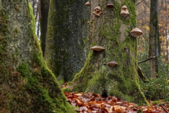 Full format image of the mighty tree trunks of ancient deciduous trees covered with moss and tree