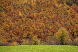 Full format view of a forest above a sage whose treetops glow in bright autumn colors,
