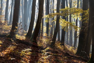 Light fog and sun rays create a mystical lighting atmosphere in an autumnal deciduous forest, near