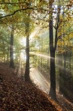 Mystical sunbeams penetrate a foggy beech forest whose ground is covered with autumn leaves,