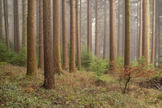 Closely parallel tree trunks of conifers in an idyllic forest, covered in fine fog, Ebersnacken,