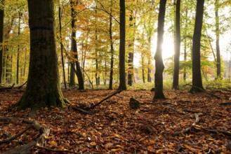 The light of the sun falls on an idyllic deciduous forest in autumn, Reinhardswald, Hesse, Germany