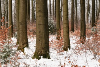 Tree trunks of mighty old beech trees in a mixed winter forest with snow-covered forest soil, in
