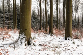 Tree trunks of mighty old beech trees in a mixed winter forest with snow-covered forest soil, in