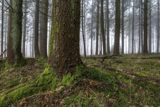 Moss-covered tree trunk in a mystical coniferous forest crisscrossed by fine fog, Bad Pyrmont,
