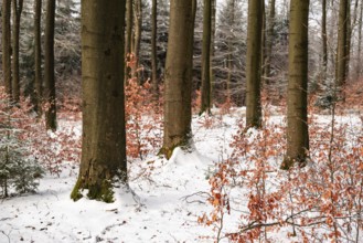 Winter landscape with tree trunks of mighty old beech trees in a mixed winter forest with