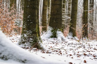 Tree trunks of mighty old beech trees in a mixed winter forest with snow-covered forest soil, in