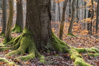 Moss-covered gnarled root of an ancient tree in a wintery forest, Bad Pyrmont, Lower Saxony,