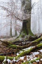 Moss-covered dead wood and an old beech tree on the edge of a foggy, frost-covered forest in